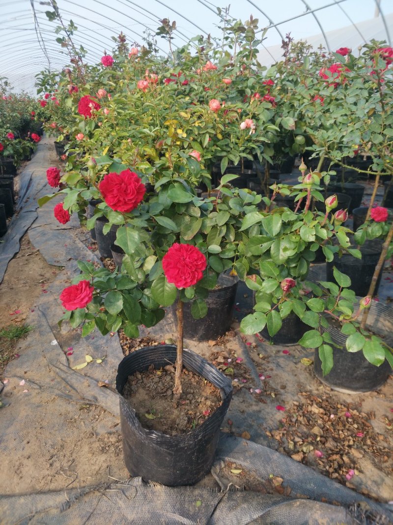 高干月季