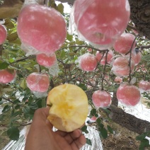 红富士纸加膜和单膜陆地货:全红.肉质黄色.个大