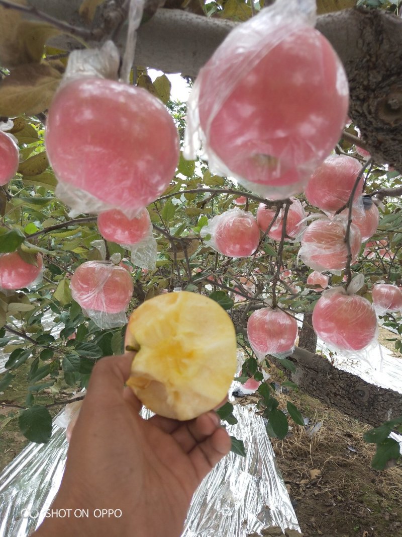 红富士纸加膜和单膜陆地货:全红.肉质黄色.个大