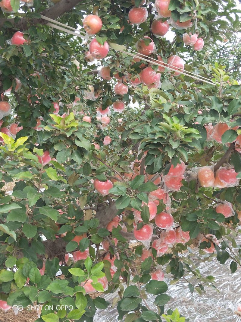 红富士纸加膜和单膜陆地货:全红.肉质黄色.个大