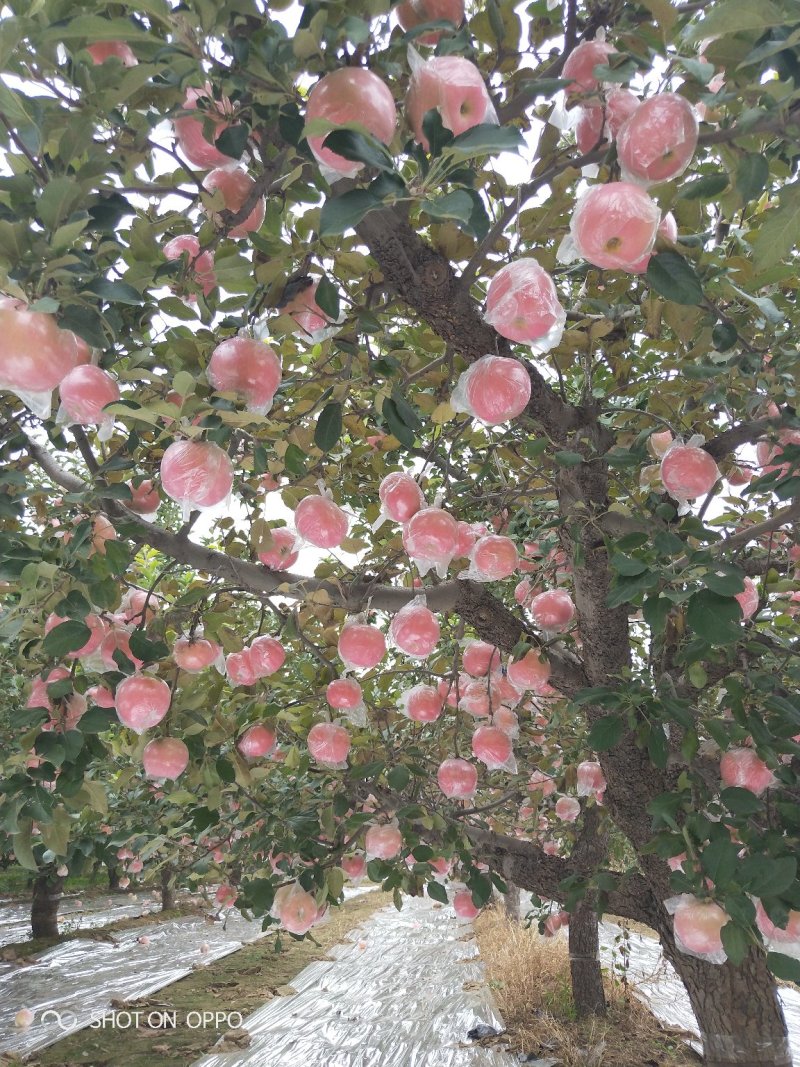 红富士纸加膜和单膜陆地货:全红.肉质黄色.个大