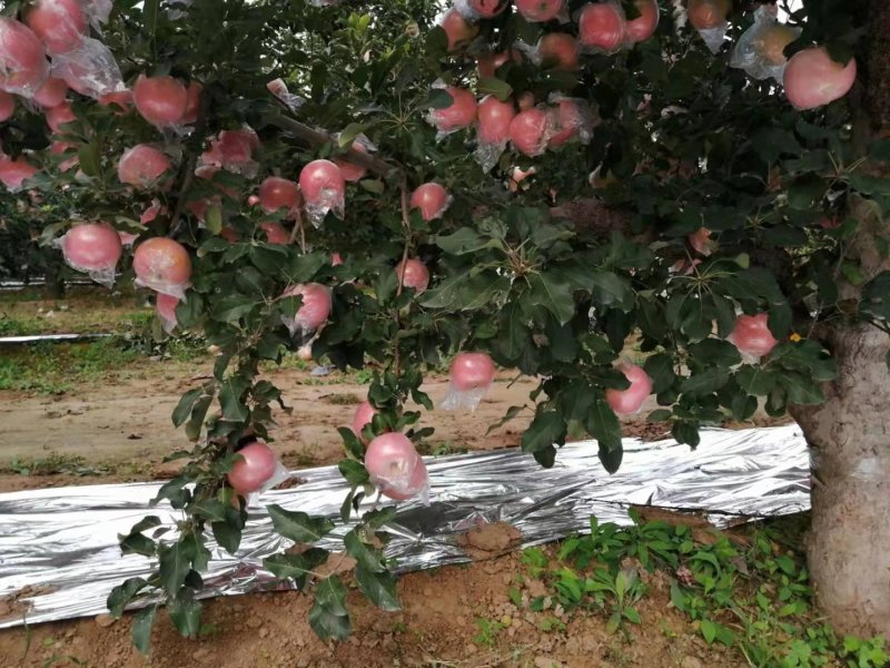 红富士纸加膜和单膜陆地货:全红.肉质黄色.个大