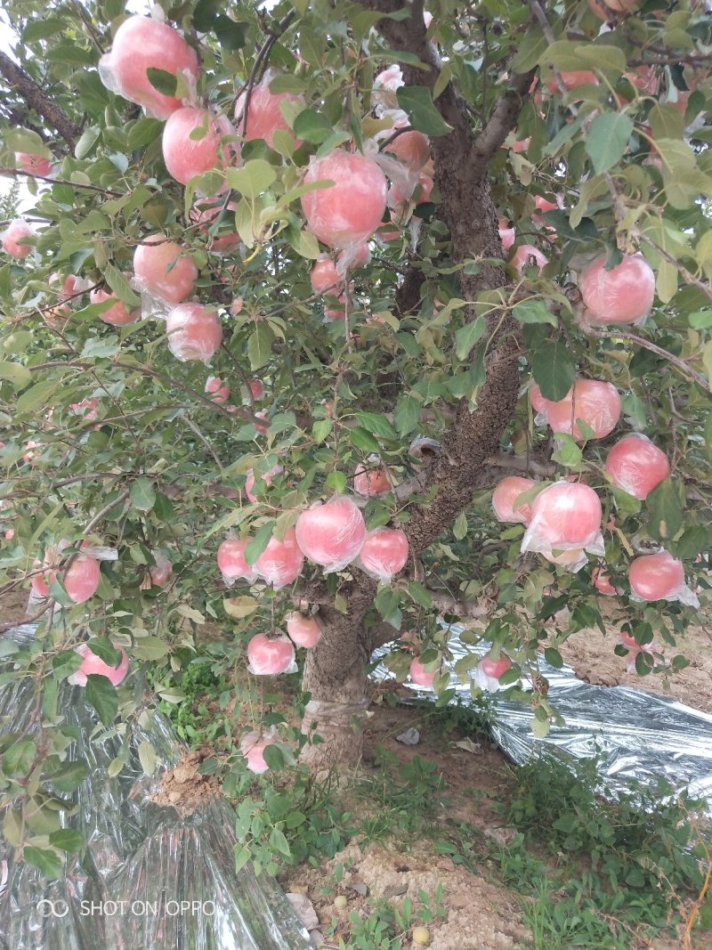 红富士纸加膜和单膜陆地货:全红.肉质黄色.个大