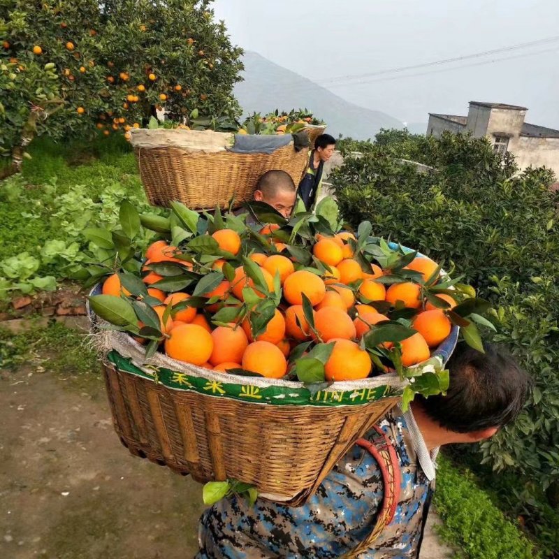 橙子九月红橙果冻橙纽荷尔脐橙纯甜化渣皮薄肉嫩自产自销