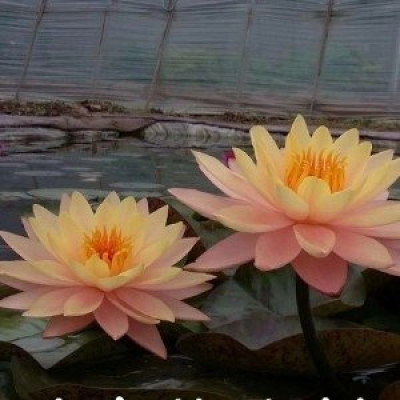 池塘水池睡莲花睡莲根块水培植物水生根块睡莲花苗带