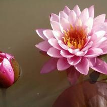 池塘水池睡莲花睡莲根块水培植物水生根块睡莲花苗带