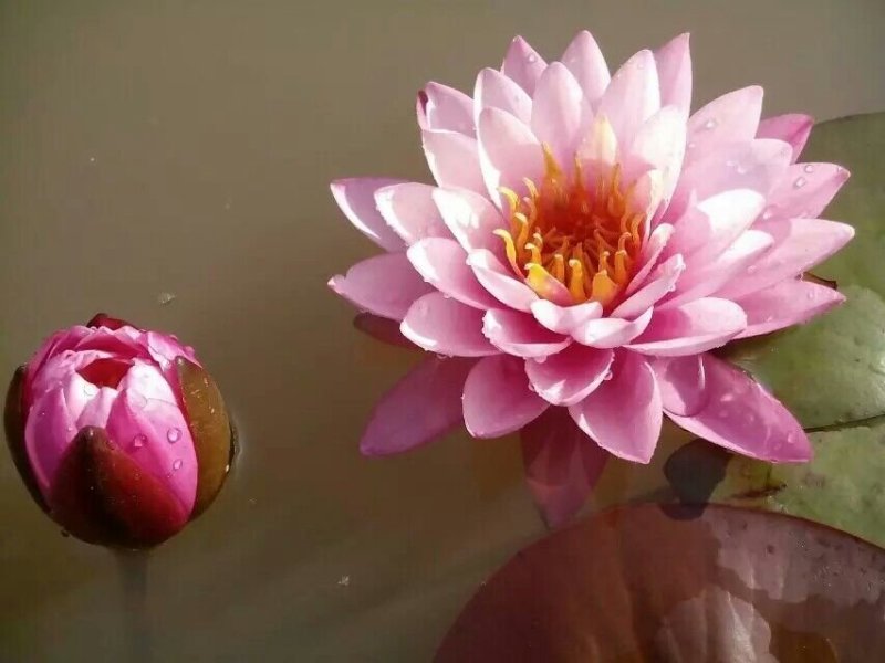 池塘水池睡莲花睡莲根块水培植物水生根块睡莲花苗带
