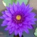 池塘水池睡莲花睡莲根块水培植物水生根块睡莲花苗带