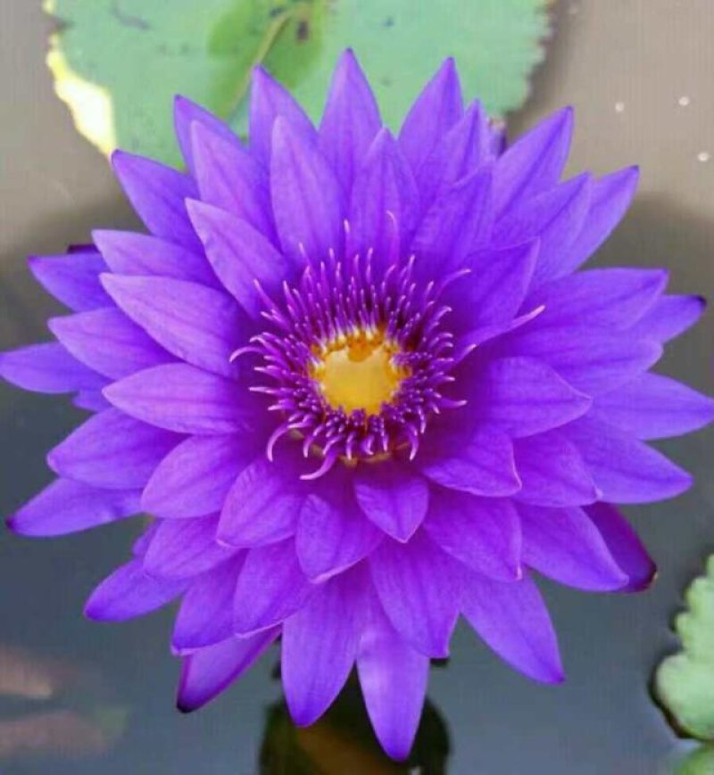 池塘水池睡莲花睡莲根块水培植物水生根块睡莲花苗带
