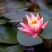 池塘水池睡莲花睡莲根块水培植物水生根块睡莲花苗带