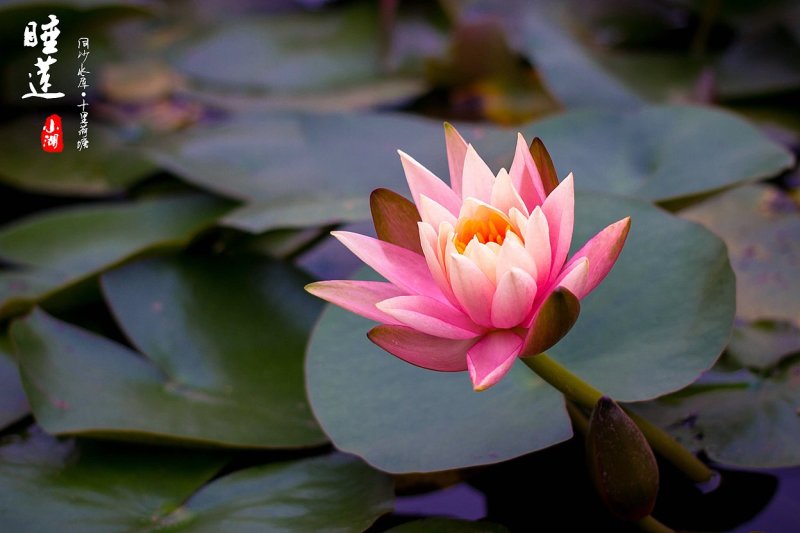 池塘水池睡莲花睡莲根块水培植物水生根块睡莲花苗带