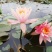 池塘水池睡莲花睡莲根块水培植物水生根块睡莲花苗带