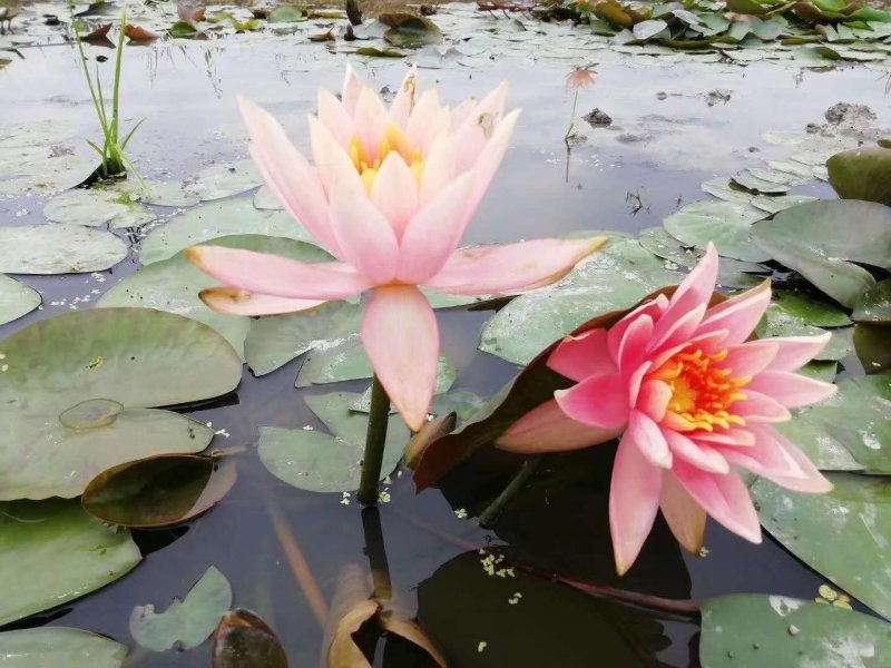 池塘水池睡莲花睡莲根块水培植物水生根块睡莲花苗带
