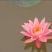 池塘水池睡莲花睡莲根块水培植物水生根块睡莲花苗带