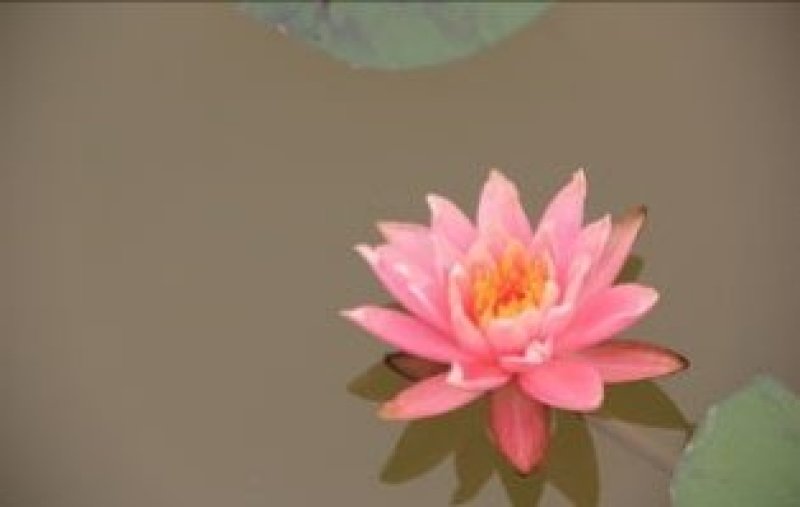 池塘水池睡莲花睡莲根块水培植物水生根块睡莲花苗带