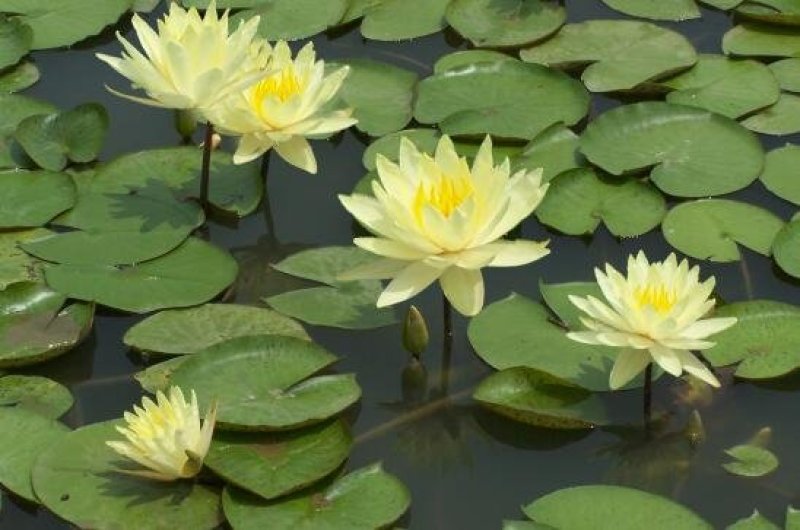 池塘水池睡莲花睡莲根块水培植物水生根块睡莲花苗带