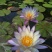 池塘水池睡莲花睡莲根块水培植物水生根块睡莲花苗带