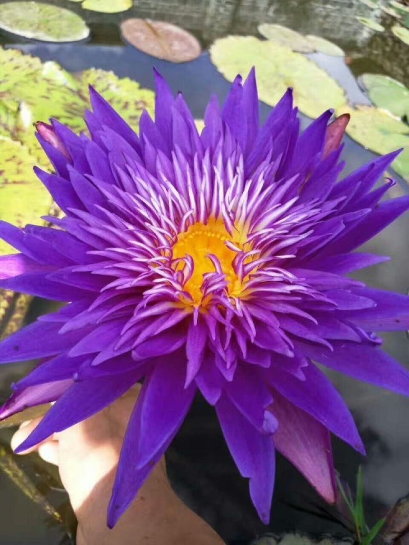 池塘水池睡莲花睡莲根块水培植物水生根块睡莲花苗带