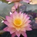 池塘水池睡莲花睡莲根块水培植物水生根块睡莲花苗带