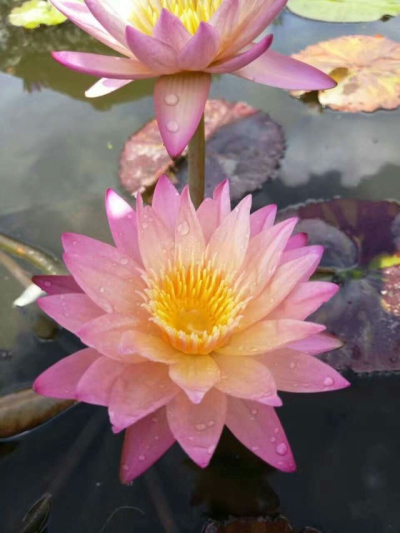 池塘水池睡莲花睡莲根块水培植物水生根块睡莲花苗带