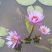 池塘水池睡莲花睡莲根块水培植物水生根块睡莲花苗带
