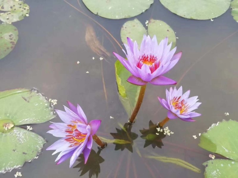 池塘水池睡莲花睡莲根块水培植物水生根块睡莲花苗带