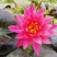 池塘水池睡莲花睡莲根块水培植物水生根块睡莲花苗带
