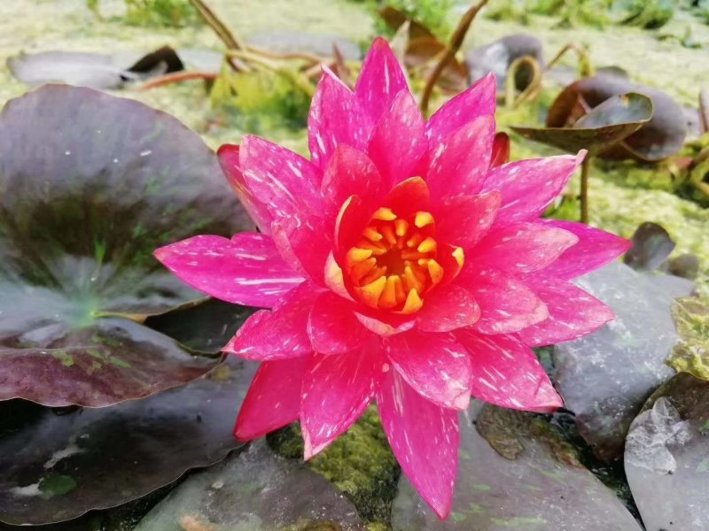 池塘水池睡莲花睡莲根块水培植物水生根块睡莲花苗带