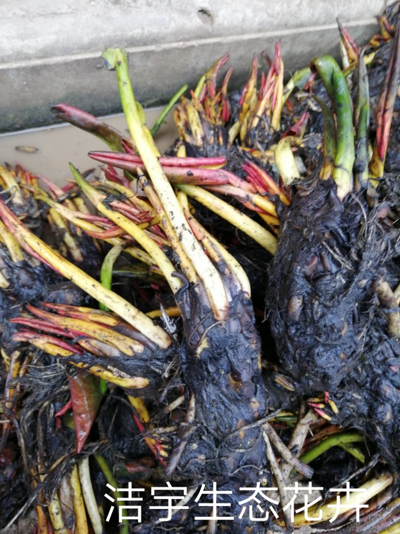 池塘水池睡莲花睡莲根块水培植物水生根块睡莲花苗带
