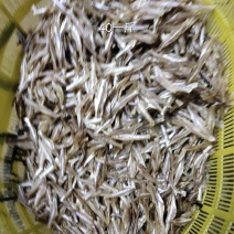 小银鱼
