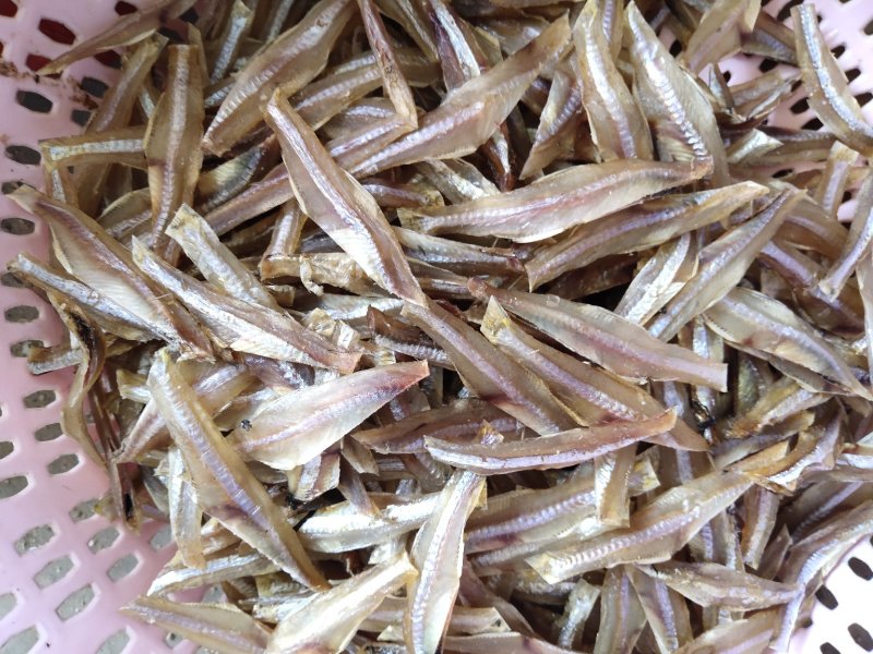 小银鱼
