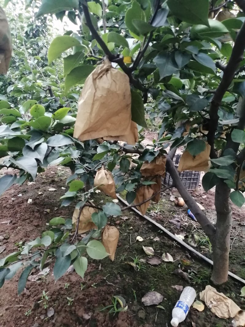 晚秋黄梨
