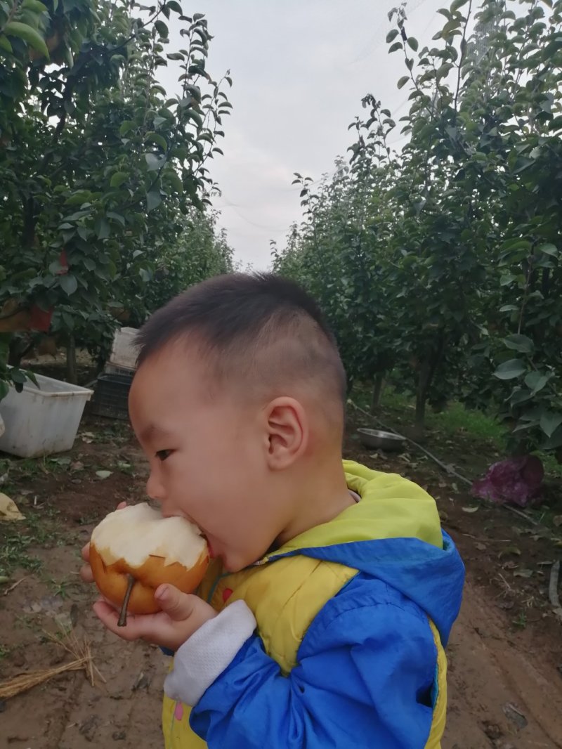 晚秋黄梨
