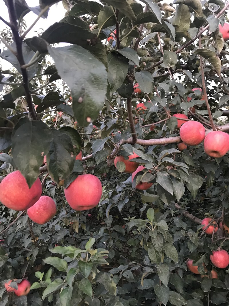 寒富苹果