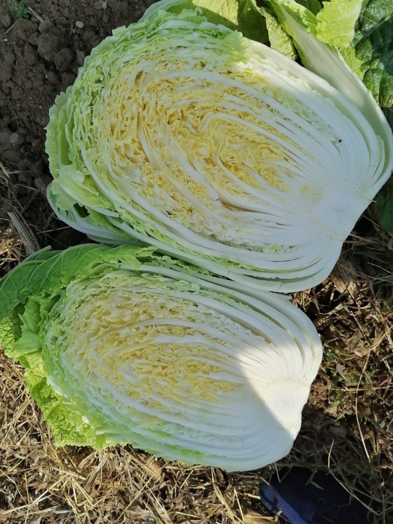 全黄心白菜大量上市，现货，大小车随到随装