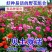 野花组合种子由多种花种组成花色多样花期长应用公园路边绿化