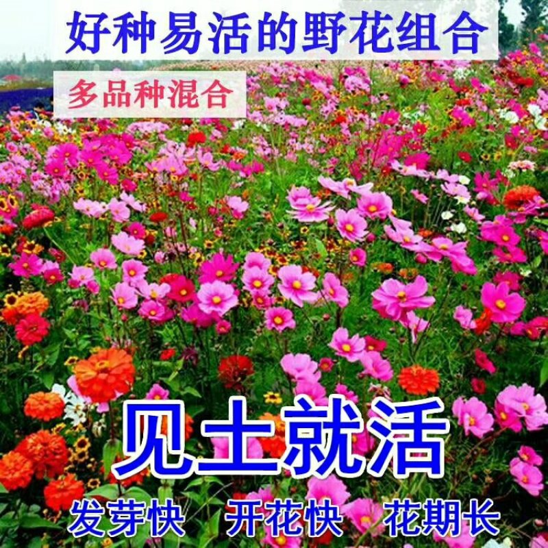 野花组合种子由多种花种组成花色多样花期长应用公园路边绿化