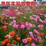 野花组合种子由多种花种组成花色多样花期长应用公园路边绿化