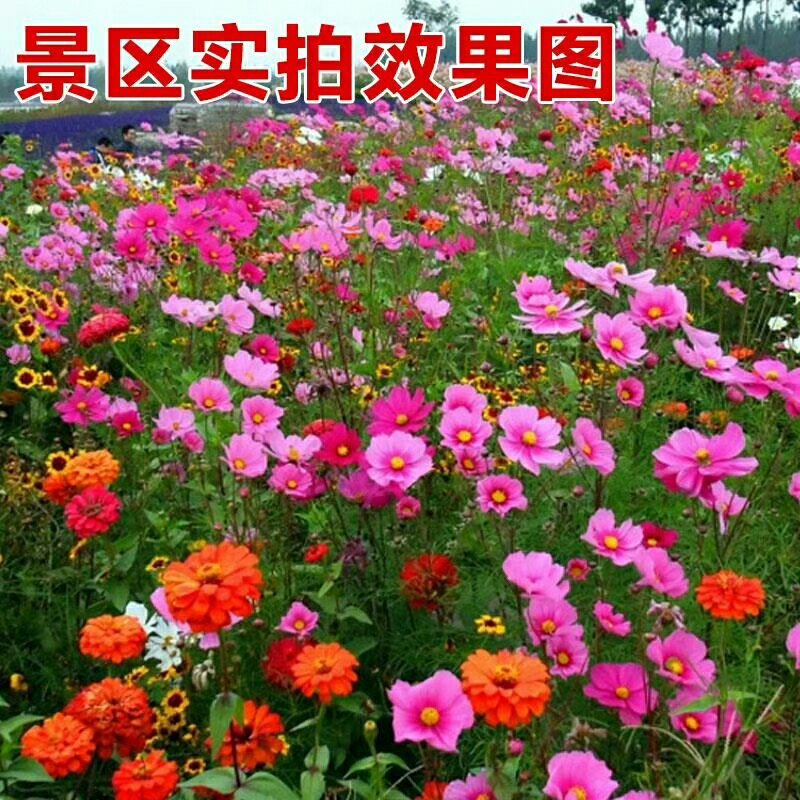 野花组合种子由多种花种组成花色多样花期长应用公园路边绿化