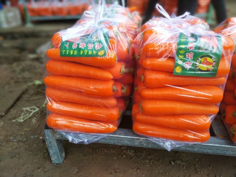 胡萝卜优质胡萝卜大量上市欢迎前来采购