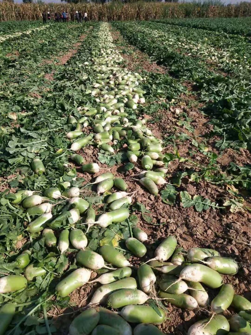 青萝卜精品青萝卜大量上市，万亩青萝卜种植基地欢迎您