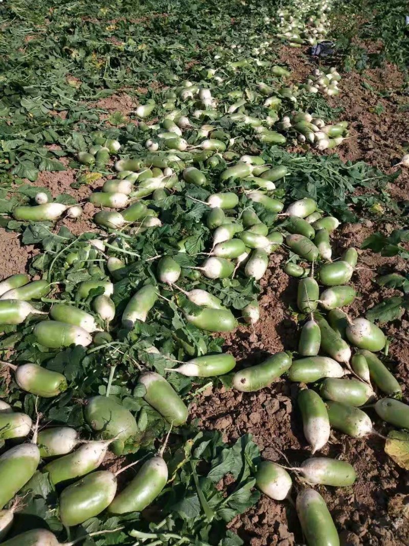 青萝卜精品青萝卜大量上市，万亩青萝卜种植基地欢迎您