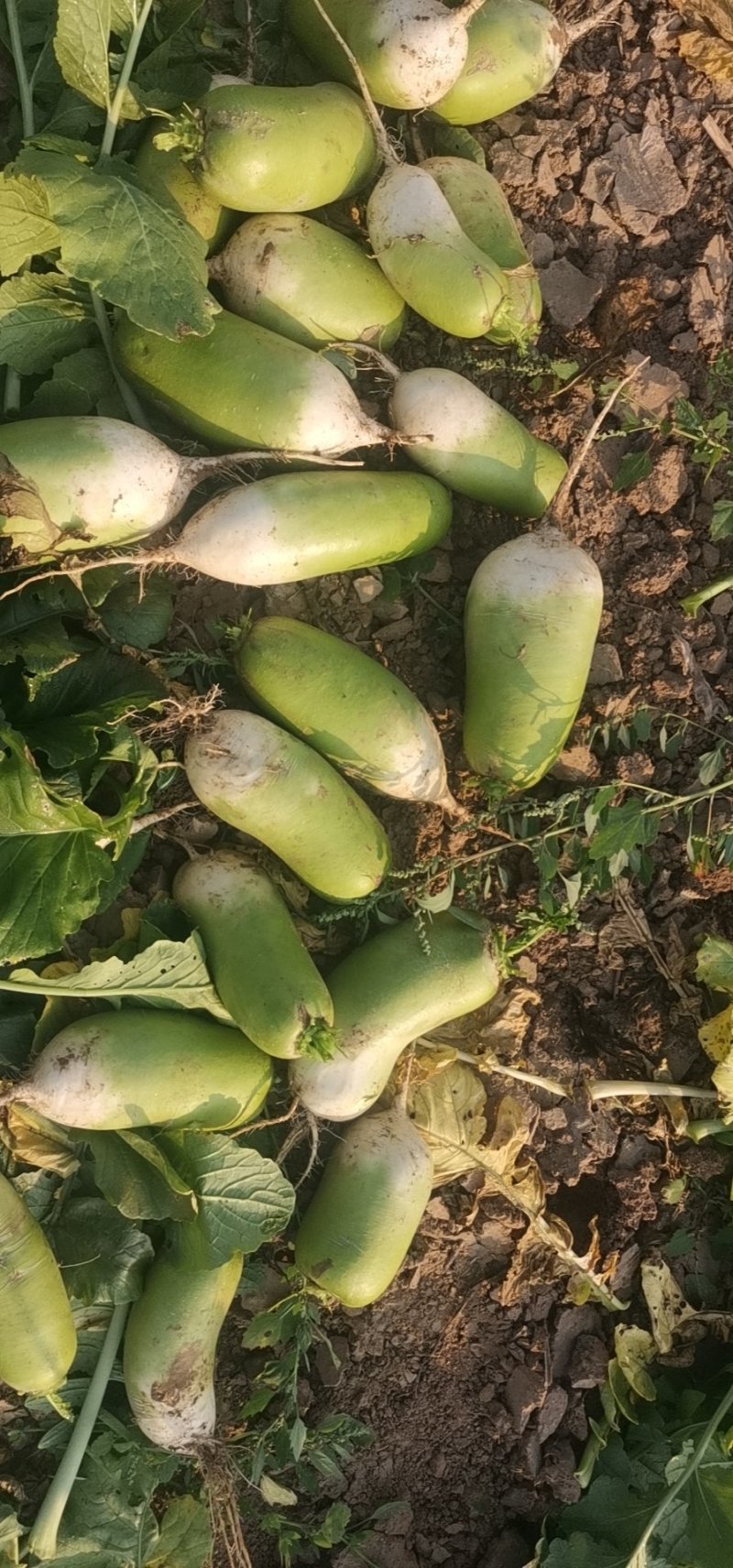 青萝卜精品青萝卜大量上市，万亩青萝卜种植基地欢迎您