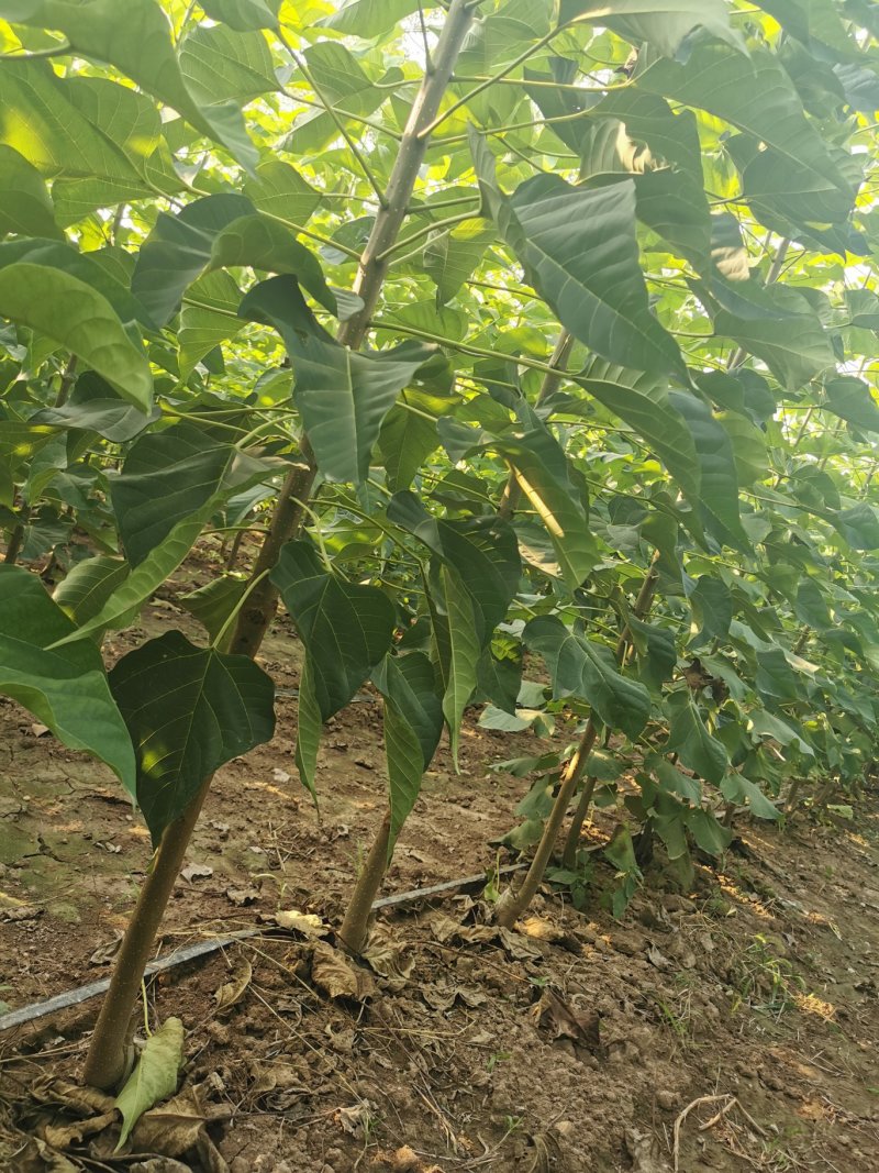 梓树