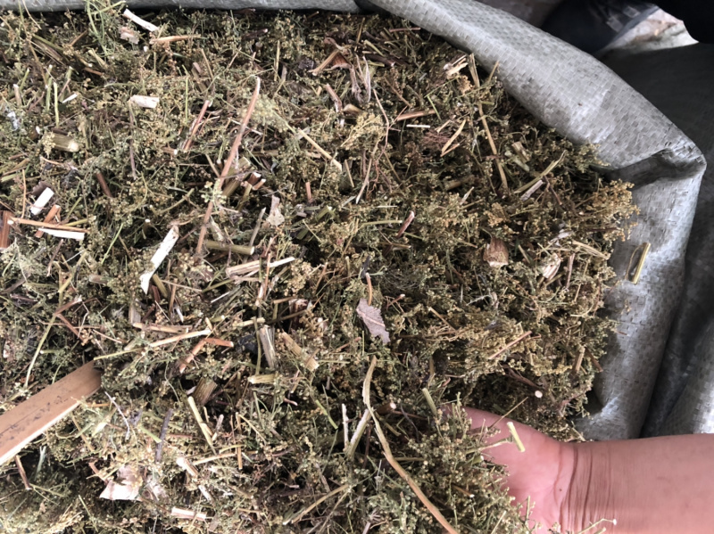 青蒿广西货野生的条子都有