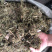 青蒿广西货野生的条子都有