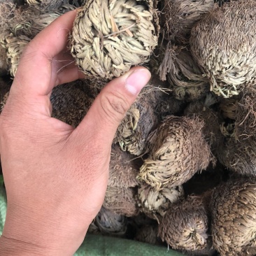 还魂草野生货别名也叫卷柏