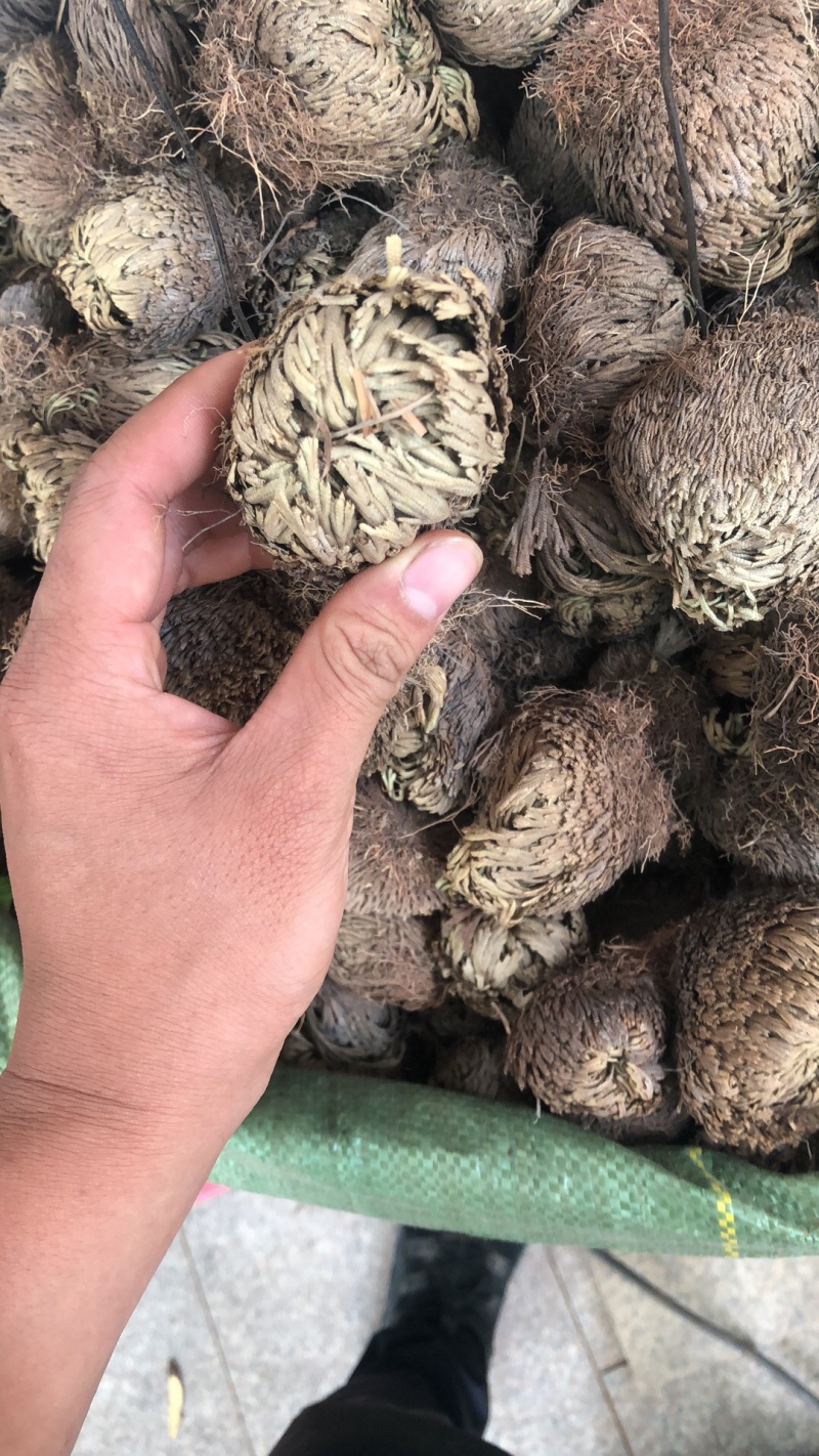 还魂草野生货别名也叫卷柏
