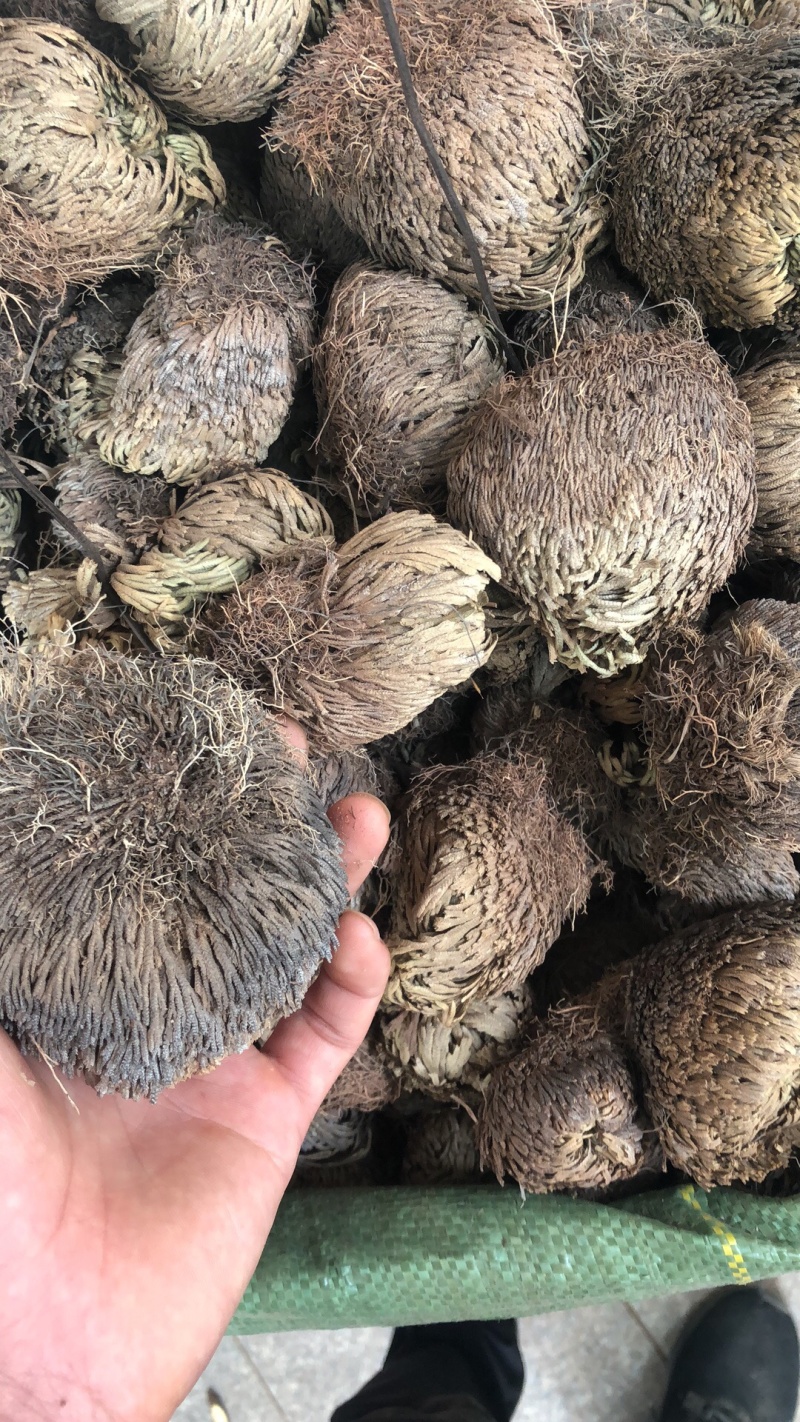 还魂草野生货别名也叫卷柏
