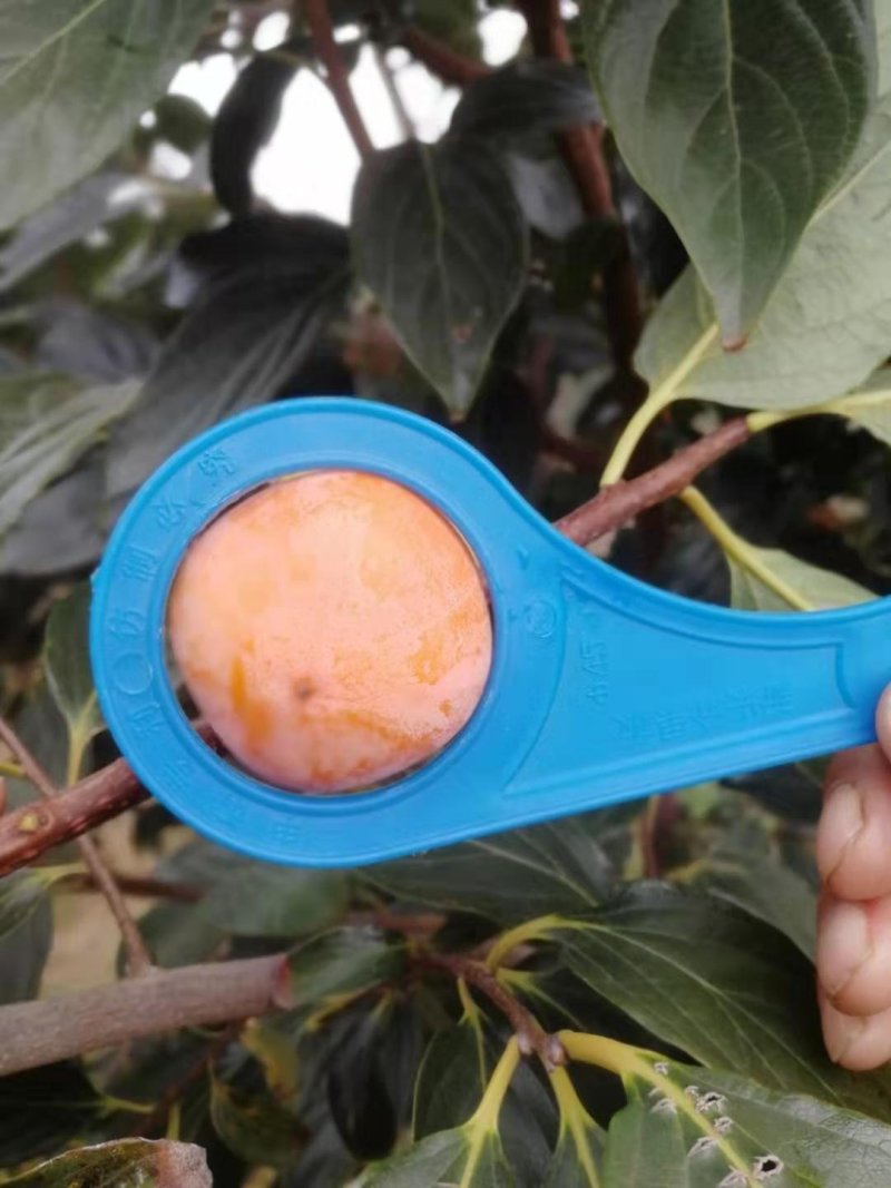 大量批发供应：吊红小珠柿